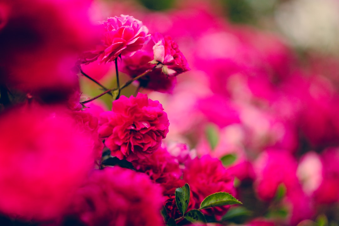 selective focus of pink petaled flowers