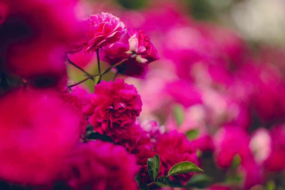 Mise au point sélective des fleurs aux pétales roses