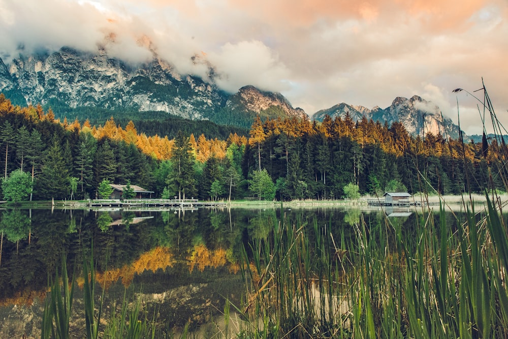 body of water in front of green forest