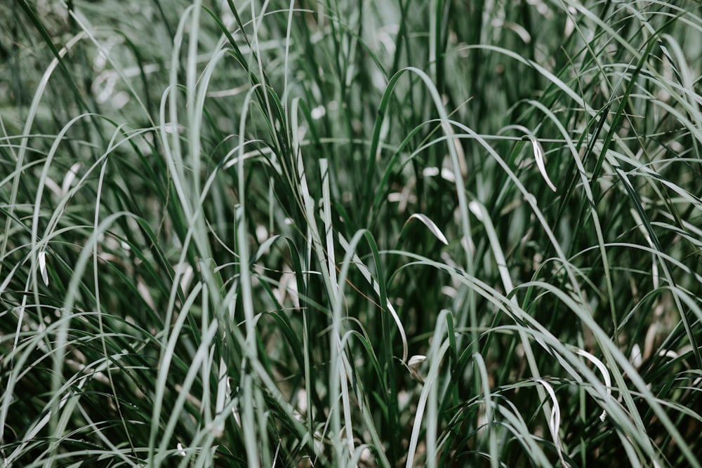 green leaf plant during day