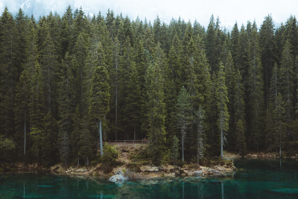 pine trees near body of water