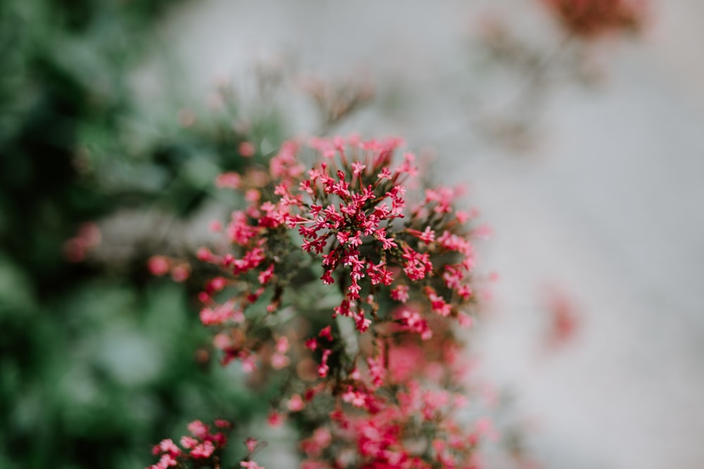 focused photo of red and green flower