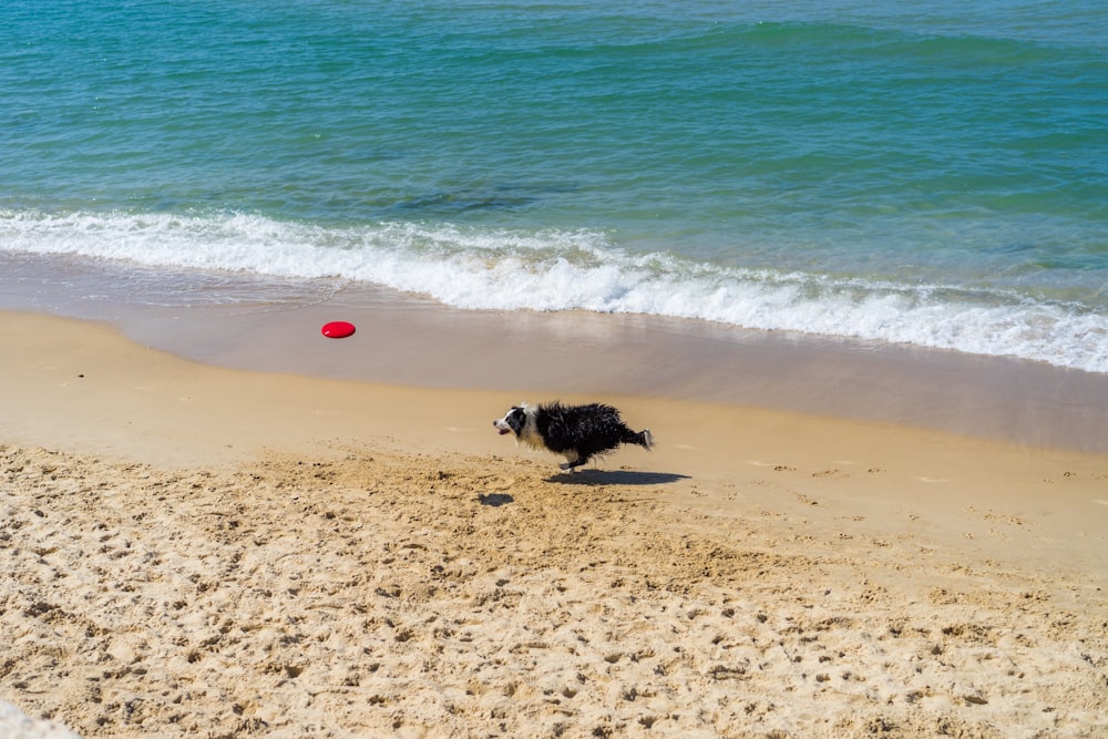 border collie running at the seashore during daytime