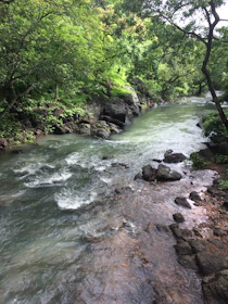 A calm river flowing smoothly through a vibrant forest symbolizing uninterrupted life flow.