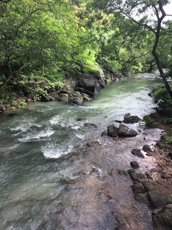 A peaceful river flowing through the forest, symbolizing natural healing and renewal.