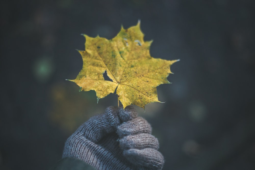 person holding yellow maple leaf