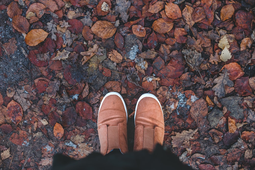 person standing on brown dried leaves