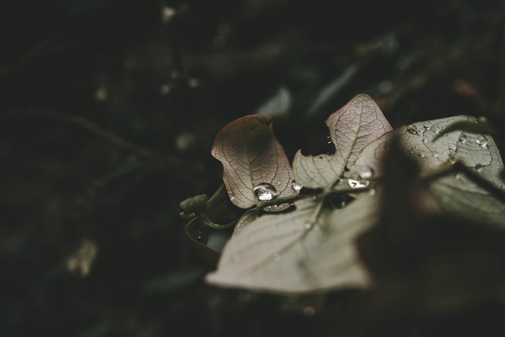 closeup photography of dried brown leaf