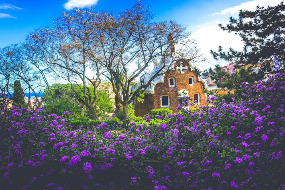 purple petaled flowers during daytime