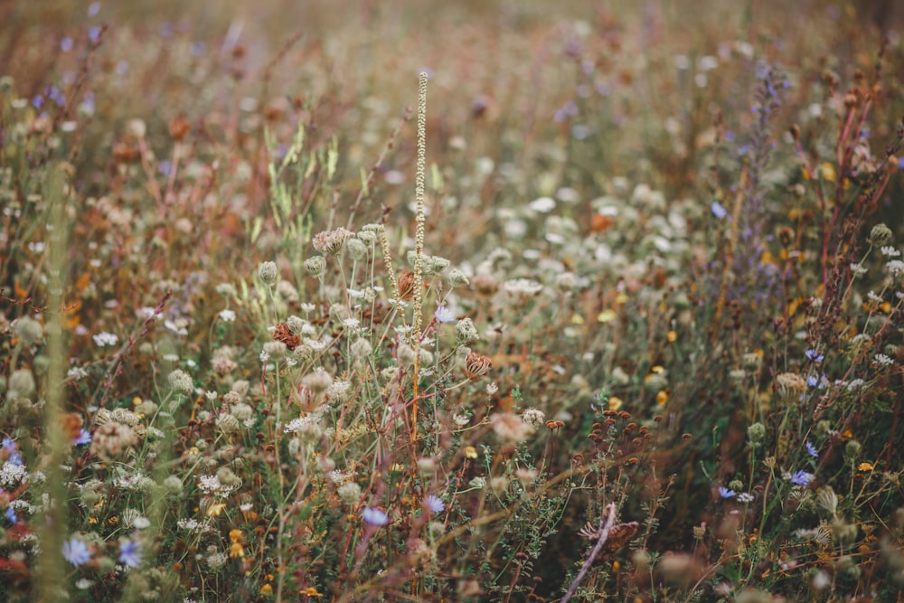 field on assorted-color flowers