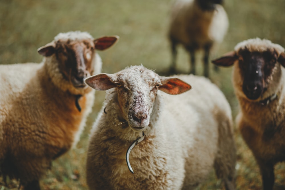 three white sheeps standing on grass field