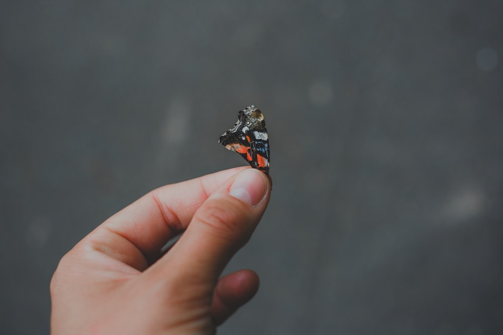 persona sosteniendo una mariposa negra