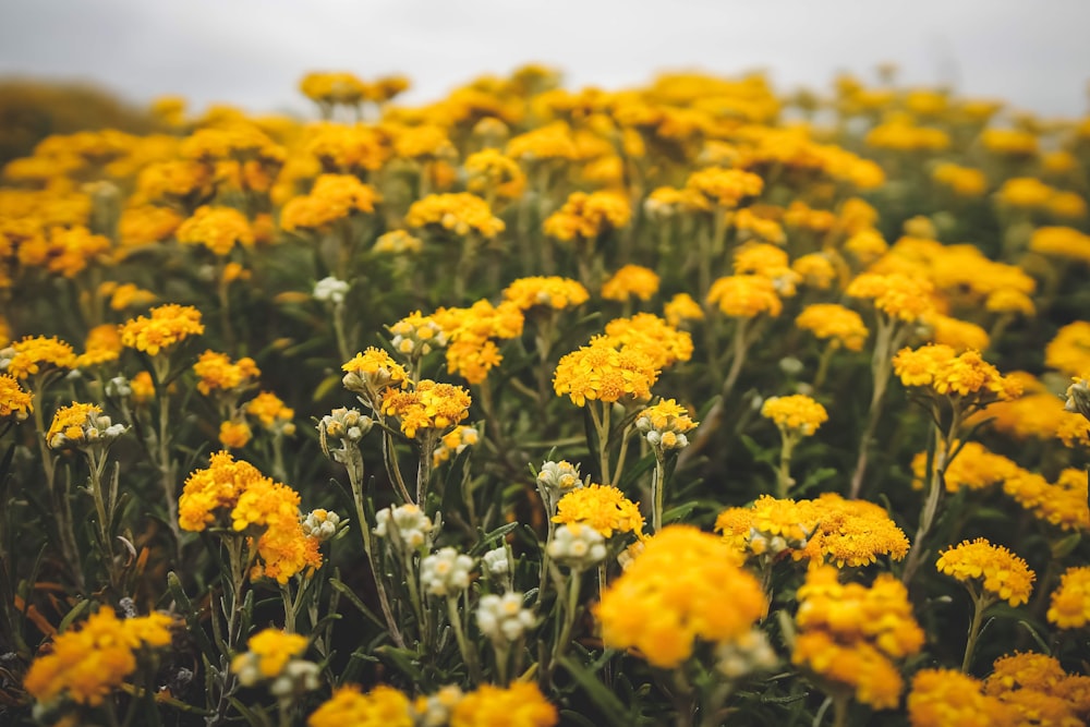 focused photo yellow-and-green flowers