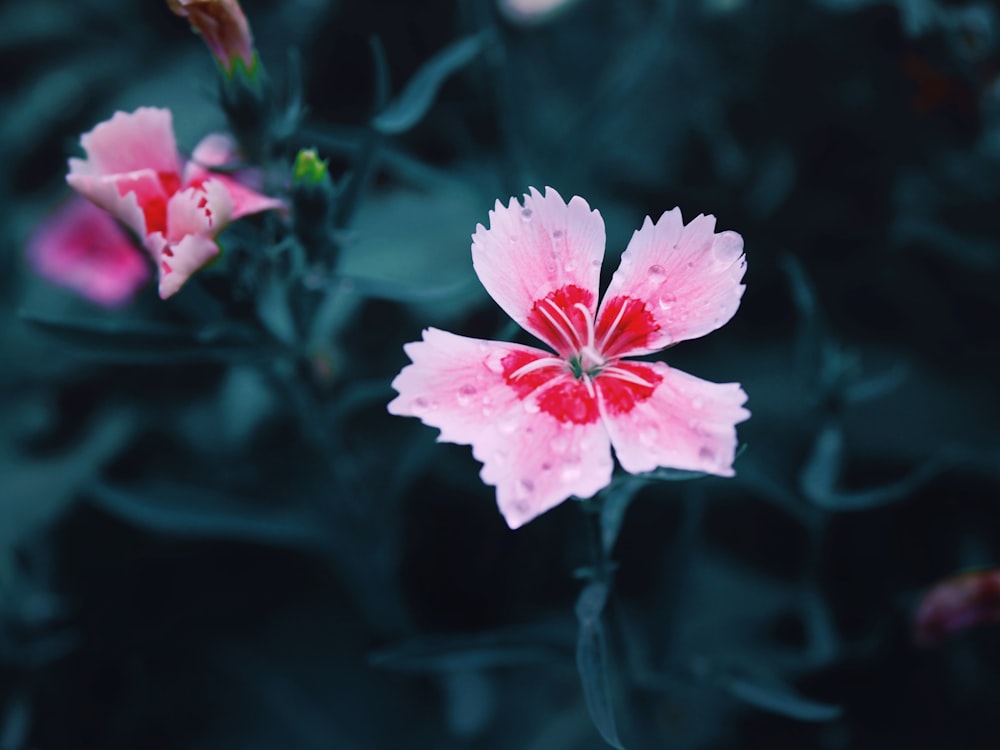 focused photo of pink and red petal flower