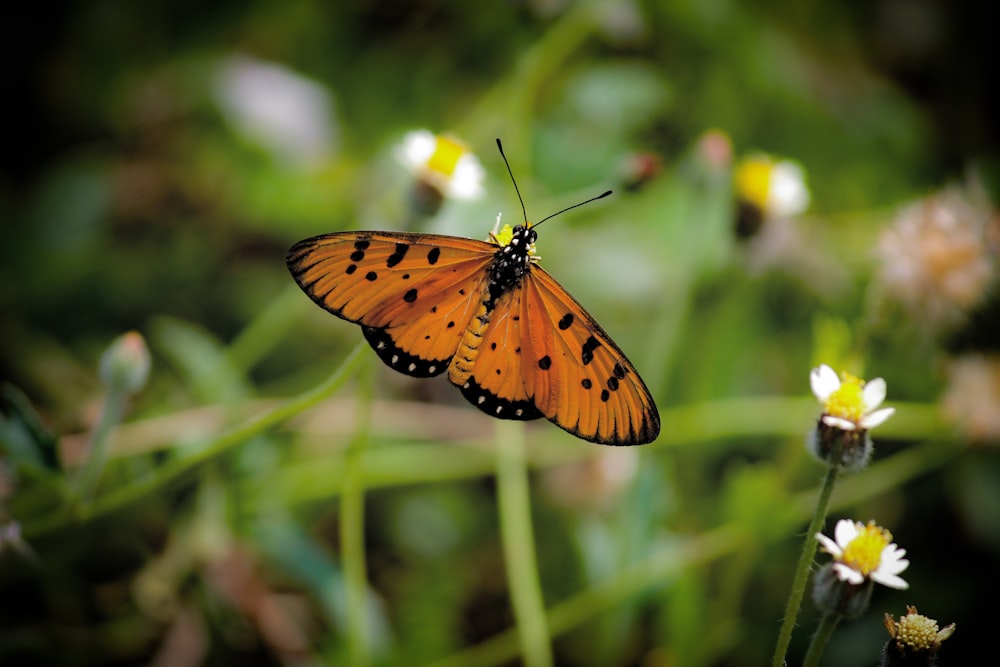 orange and black butterfly on top petal flower closeup photo