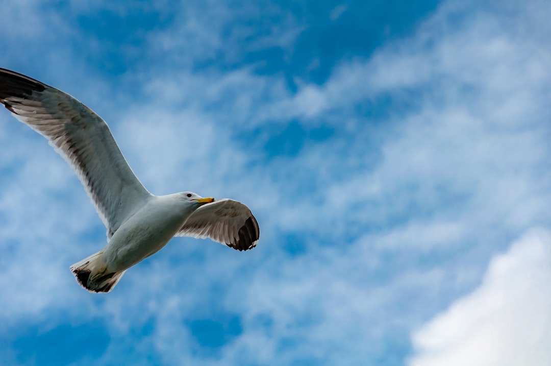 white and black flying bird