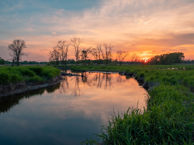 Wetland