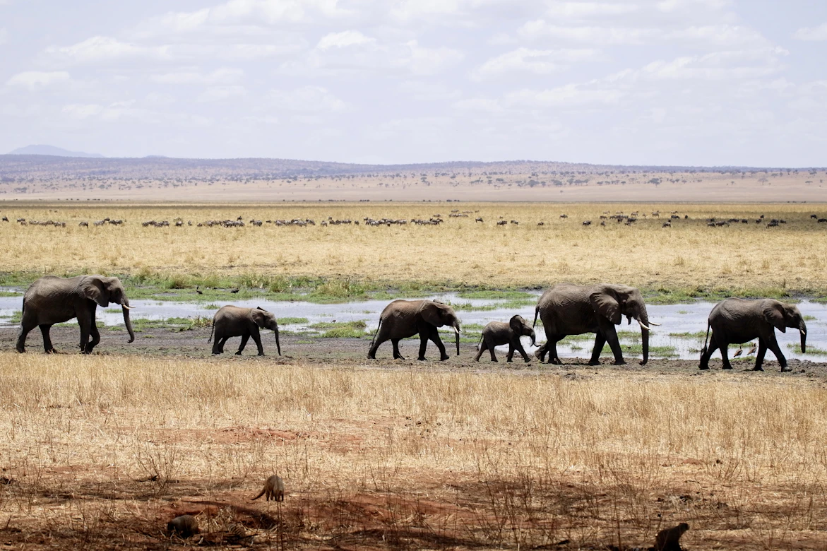 Elephants walking on the plains of Tanzania