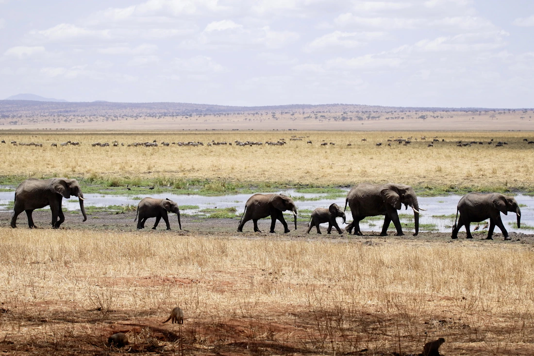 Ruaha National Park