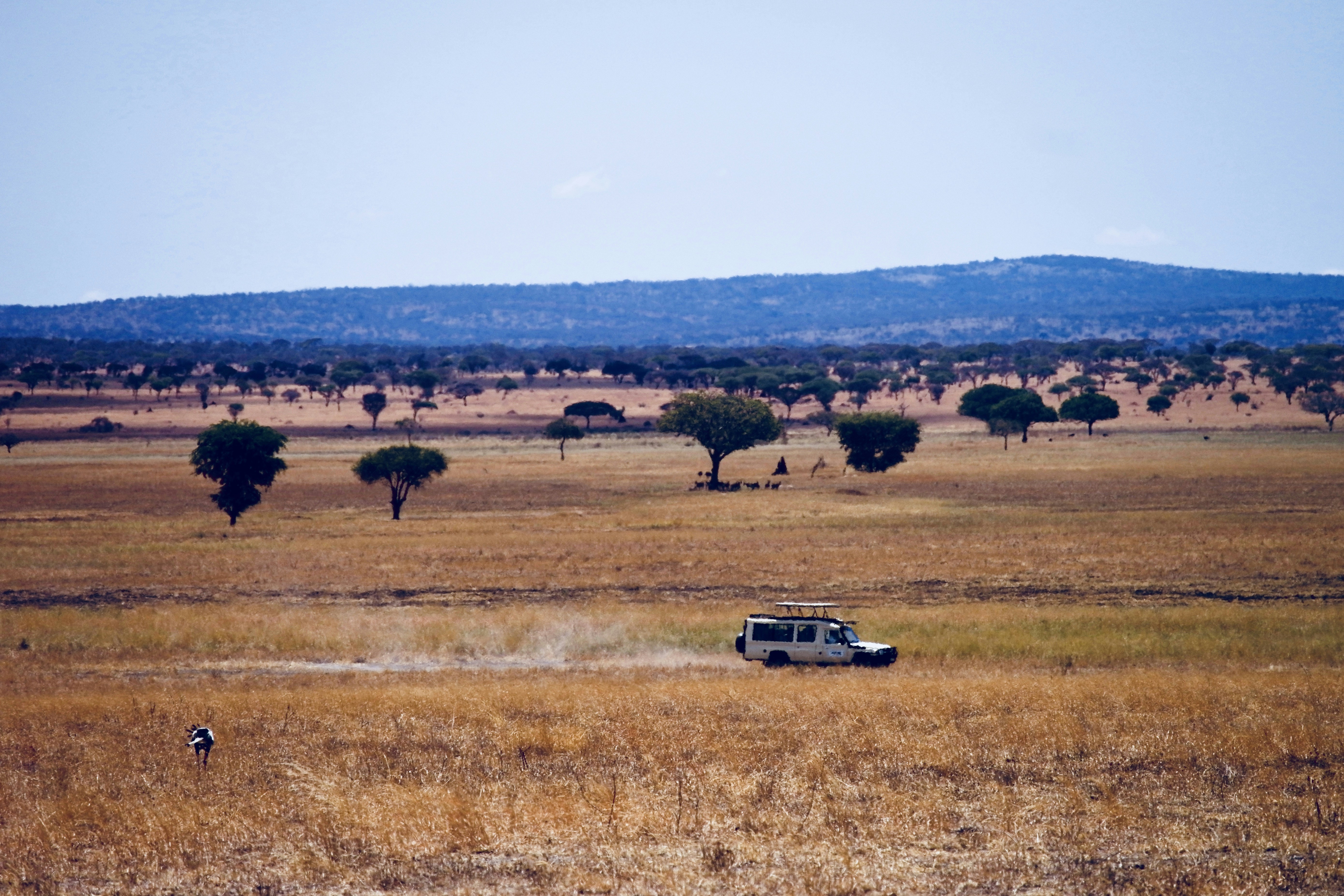 white vehicle travelling on withered grass field during daytime