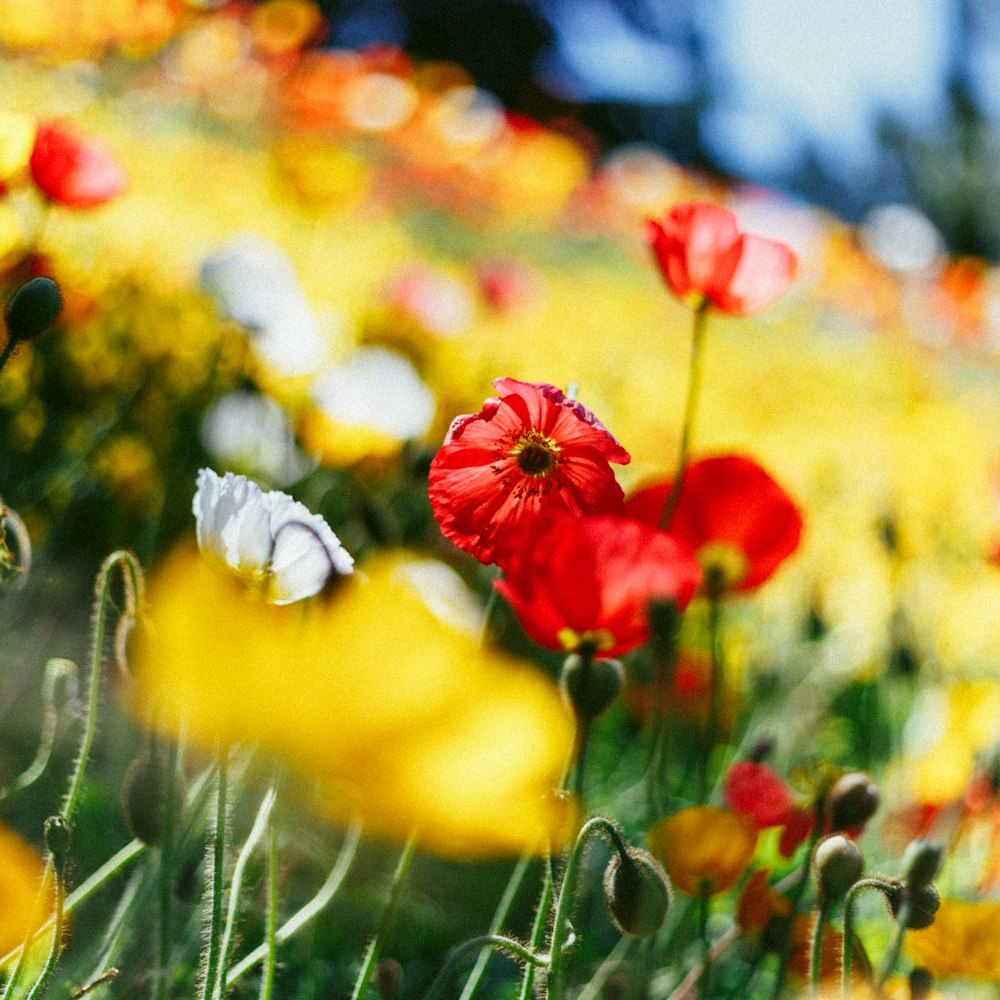 selective focus photo of red and white flower field