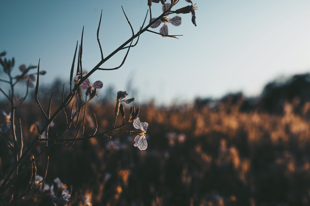 fotografia de foco seletivo de flor de pétala cinza