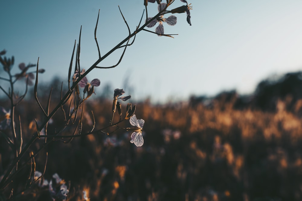 selective focus photography of grey petaled flower