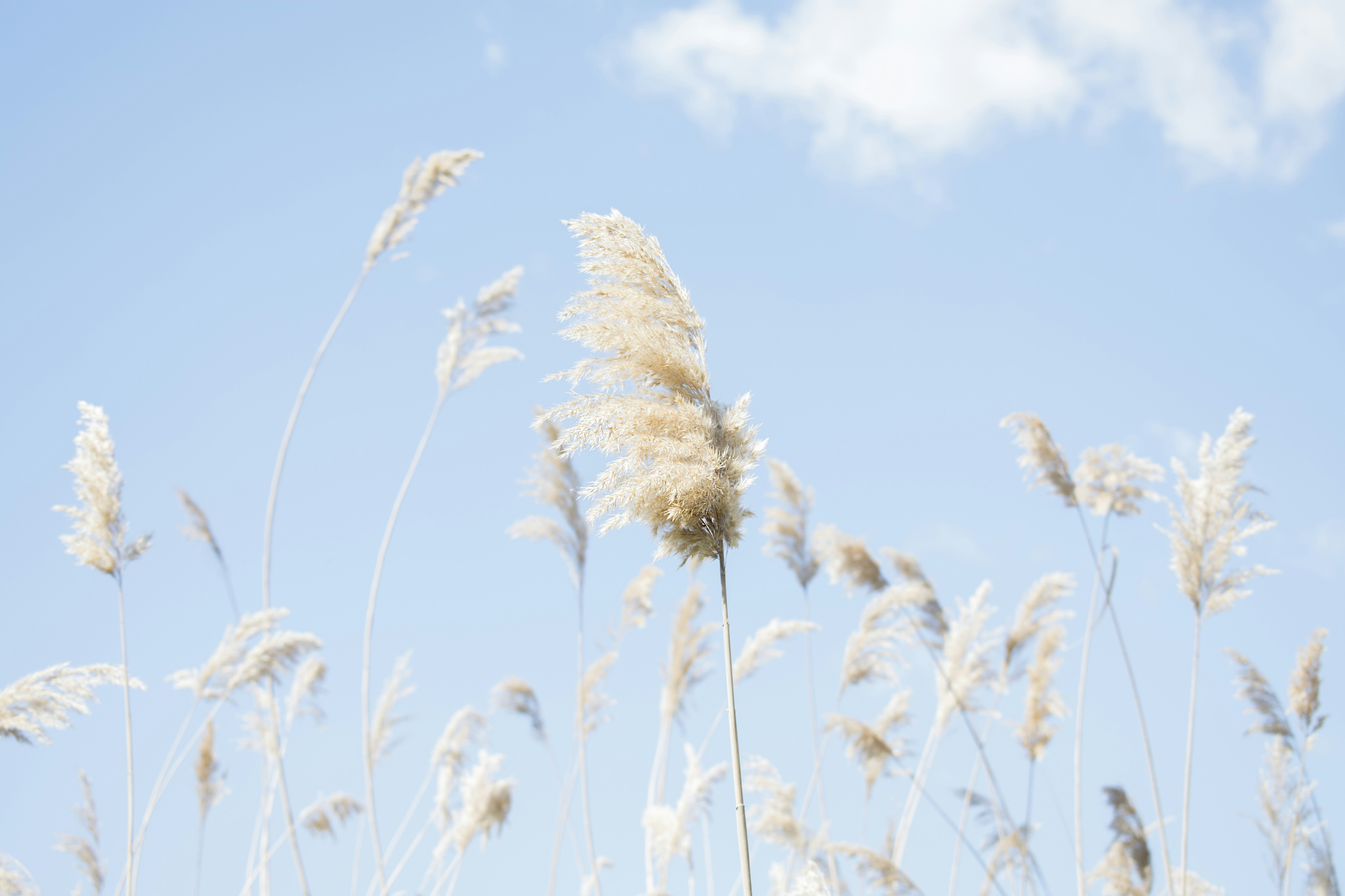 white grains during daytime