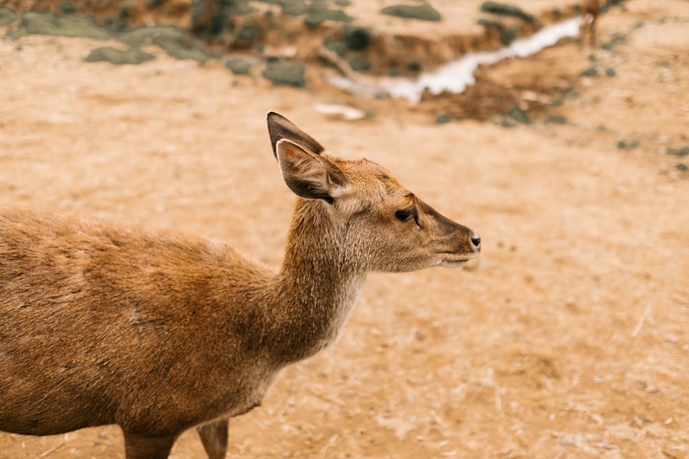 brown and black doe