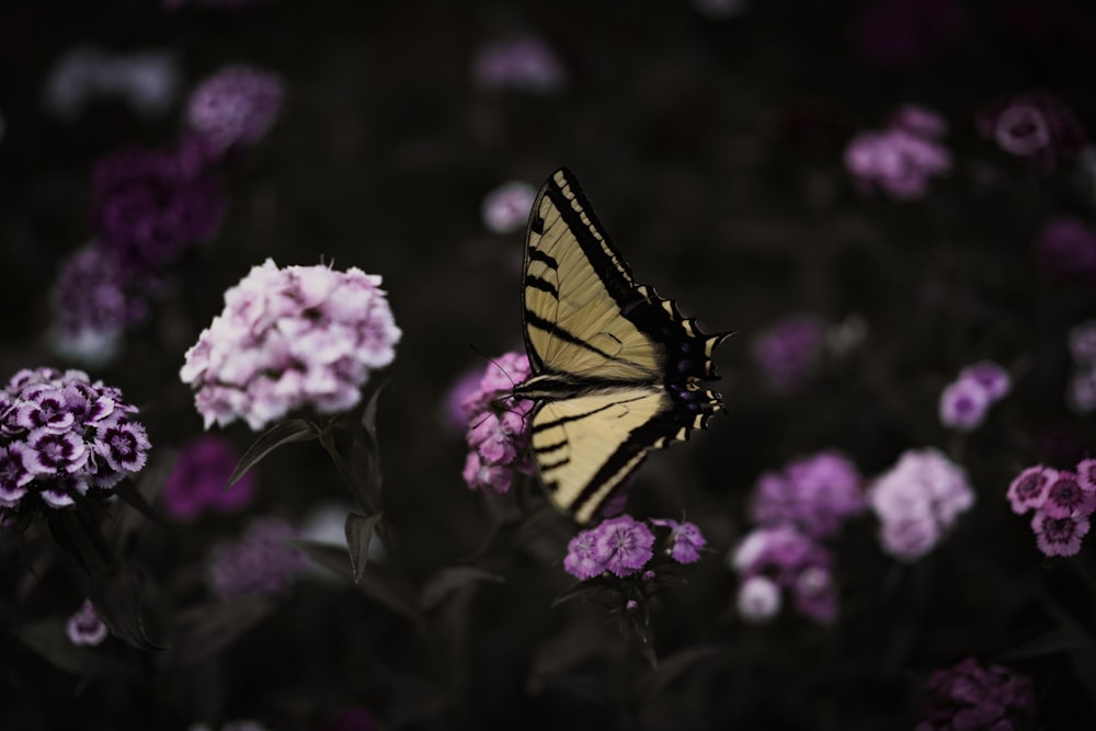 Mariposa monarca en flor de pétalos rosados