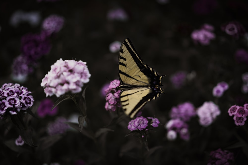 papillon monarque sur fleur à pétales roses