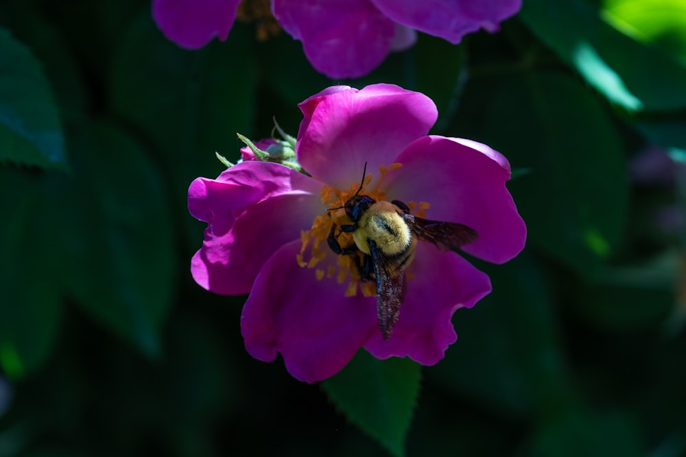 brown and black bee on purple flower