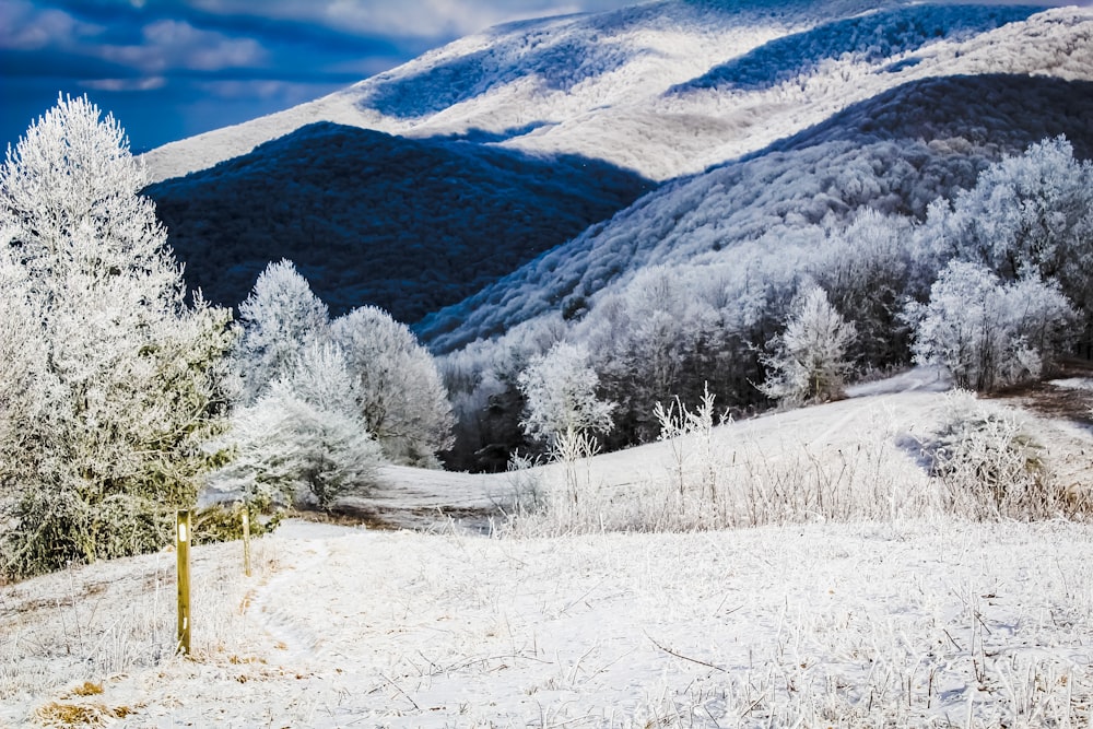 white pine trees on mountain alp