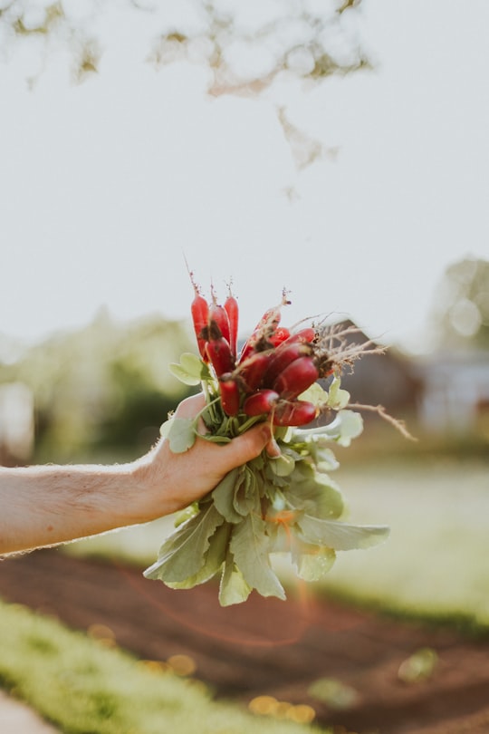 person holding leafed flowers in Sigulda Latvia