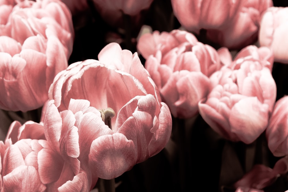 pink flowers field