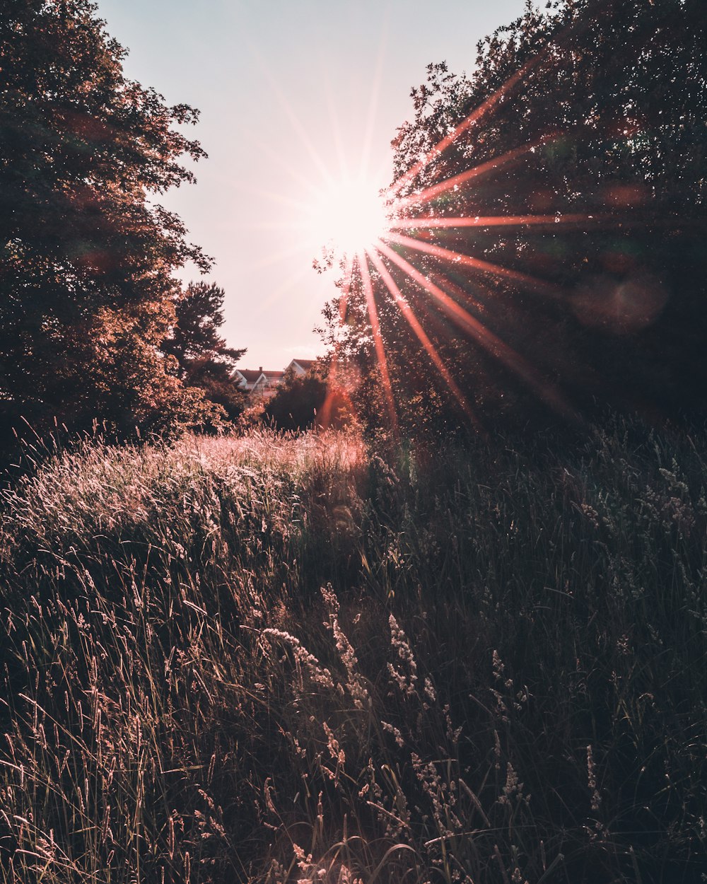 the sun shining through the trees in a field