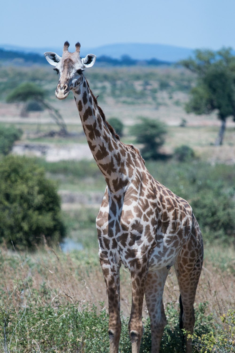 giraffe on field of grass