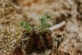 A small green pine sapling growing from the center of an old tree stump surrounded by a blurred background, which consists of earthy tones and patches of moss.