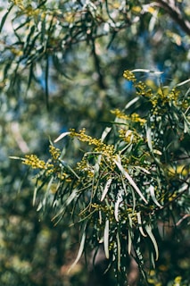 A close-up of eucalyptus leaves and small yellow buds. The leaves are elongated, narrow, and have a glossy green appearance. The background is blurred, giving a sense of depth and highlighting the sunlight filtering through the foliage.
