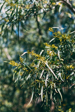 A close-up of eucalyptus leaves and small yellow buds. The leaves are elongated, narrow, and have a glossy green appearance. The background is blurred, giving a sense of depth and highlighting the sunlight filtering through the foliage.