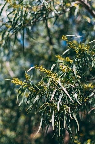 A close-up of eucalyptus leaves and small yellow buds. The leaves are elongated, narrow, and have a glossy green appearance. The background is blurred, giving a sense of depth and highlighting the sunlight filtering through the foliage.