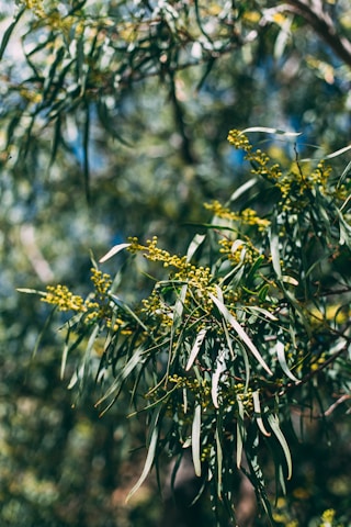 A close-up of eucalyptus leaves glistening in the sunlight.