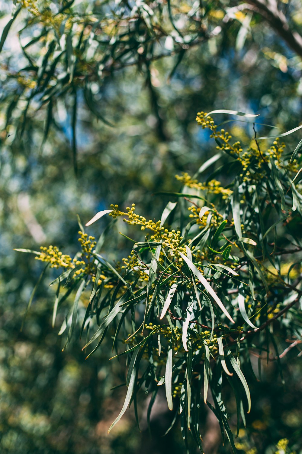 green leaf plant