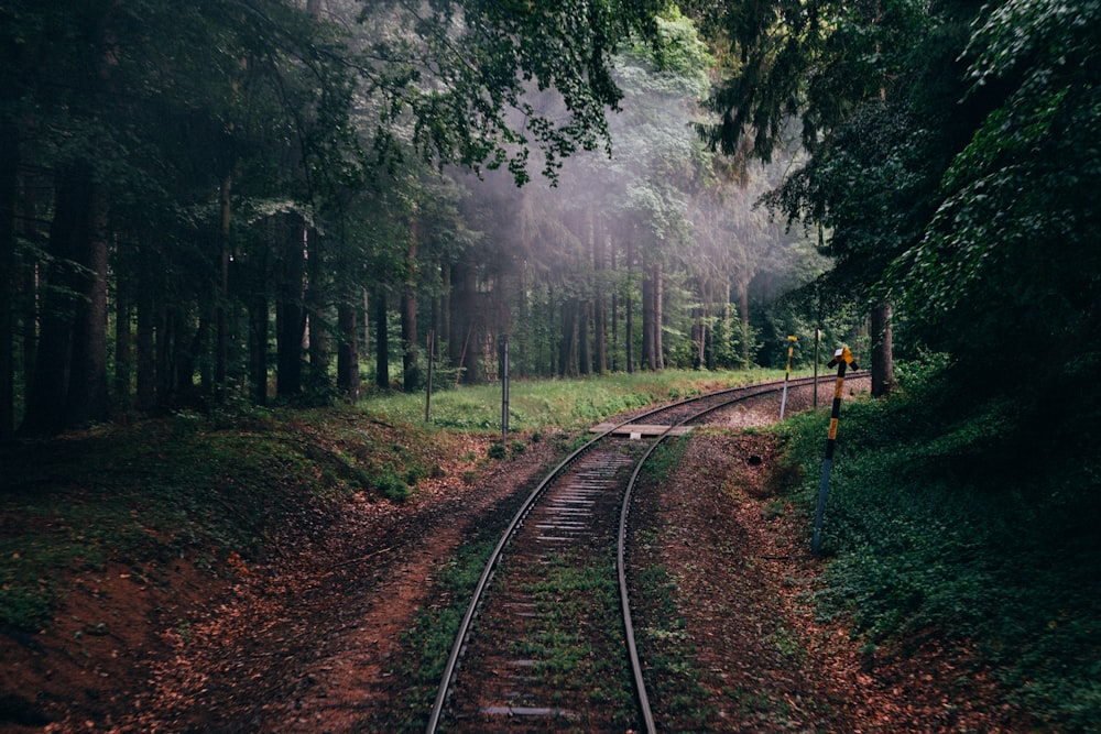 trem ferroviário entre floresta