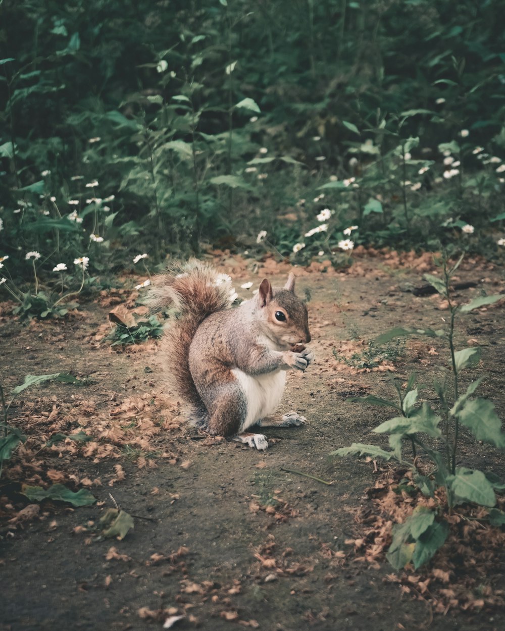 Eichhörnchen frisst auf dem Boden