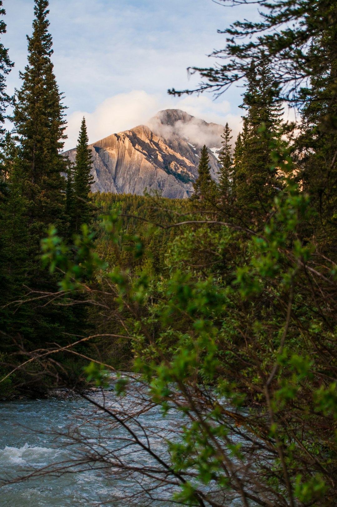 Forest photo spot Johnston Canyon Hiking Area Improvement District No. 9