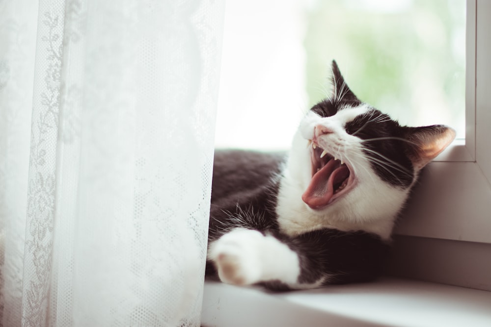 흑인과 백인 턱시도 고양이 하품