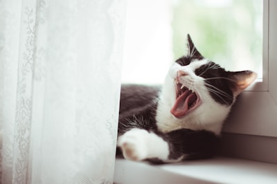 black and white tuxedo cat yawning sleepy zoom background