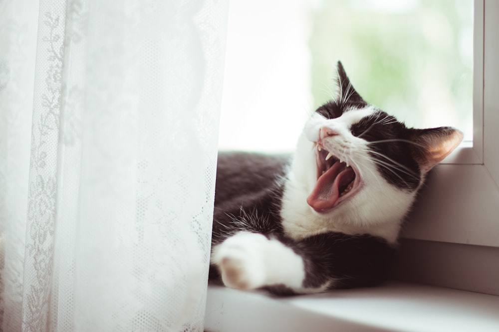 black and white tuxedo cat yawning