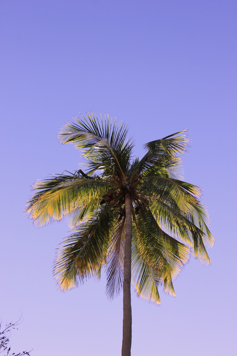 昼間の青空の下でのココヤシの木